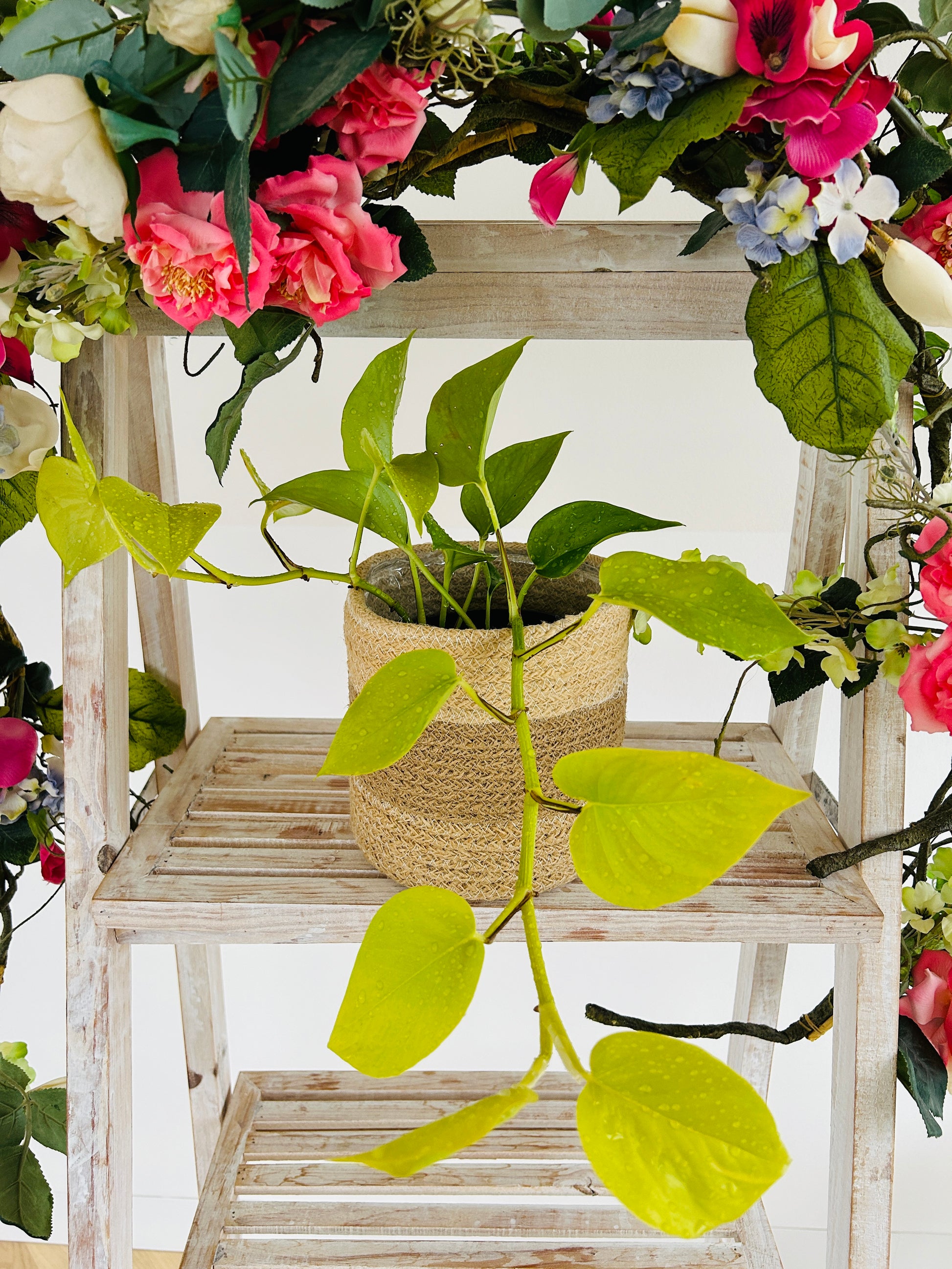 Golden Pothos Indoor Trailing Plant 12cm Pot