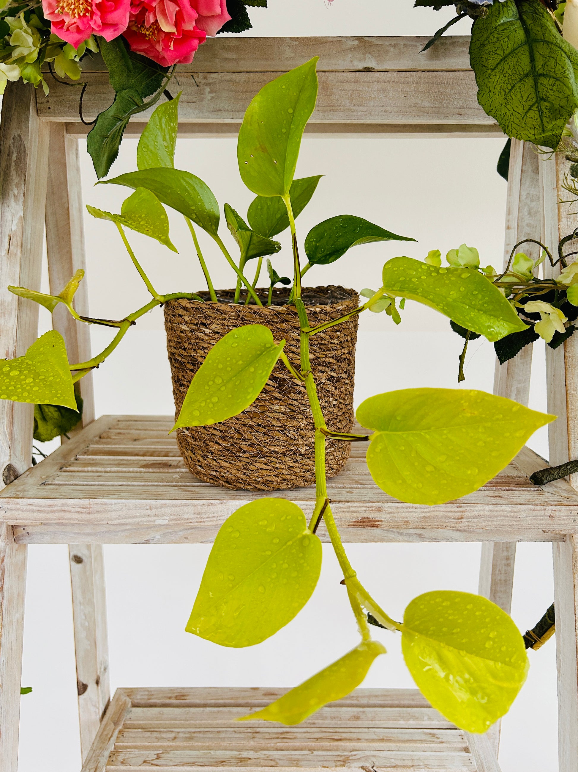 Golden Pothos Indoor Trailing Plant 12cm Pot