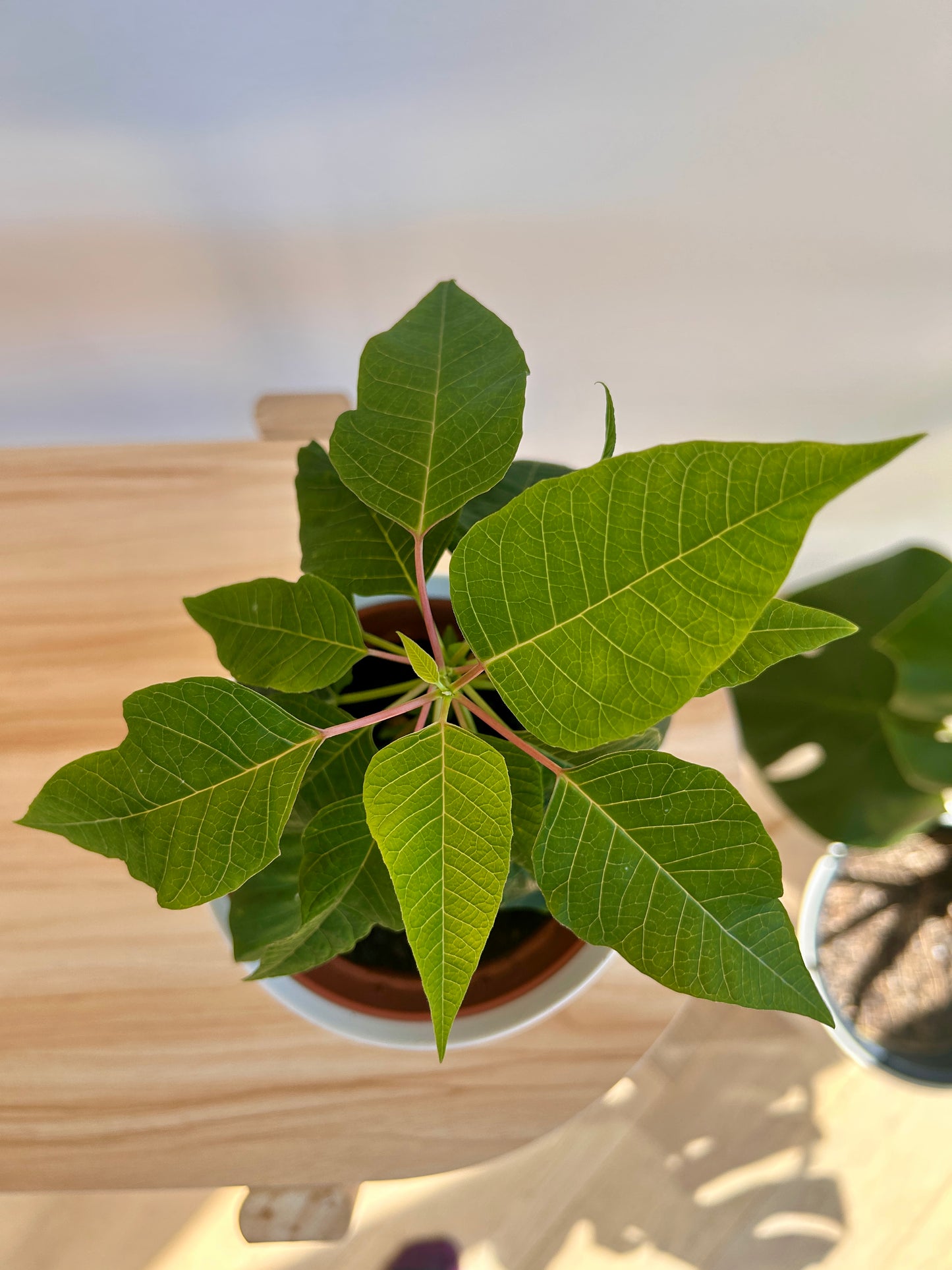 Green Poinsettia Plant 12cm