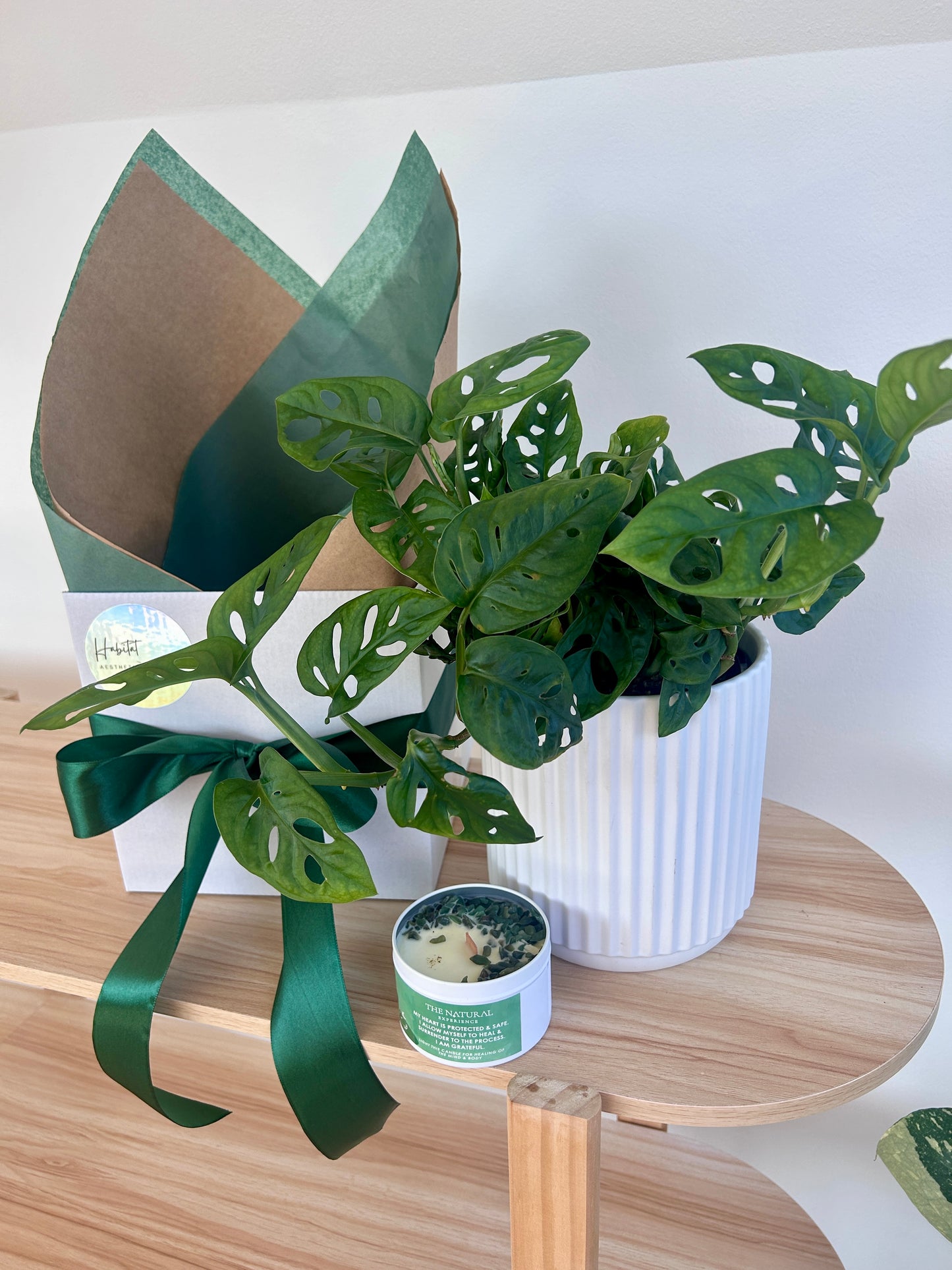 House Warming Gift Box Monstera Monkey Mask 14cm White Ribbed Ceramic Pot and Soy Gem Green Aventurine Persian Lime and Lemongrass Candle The Natural Experience