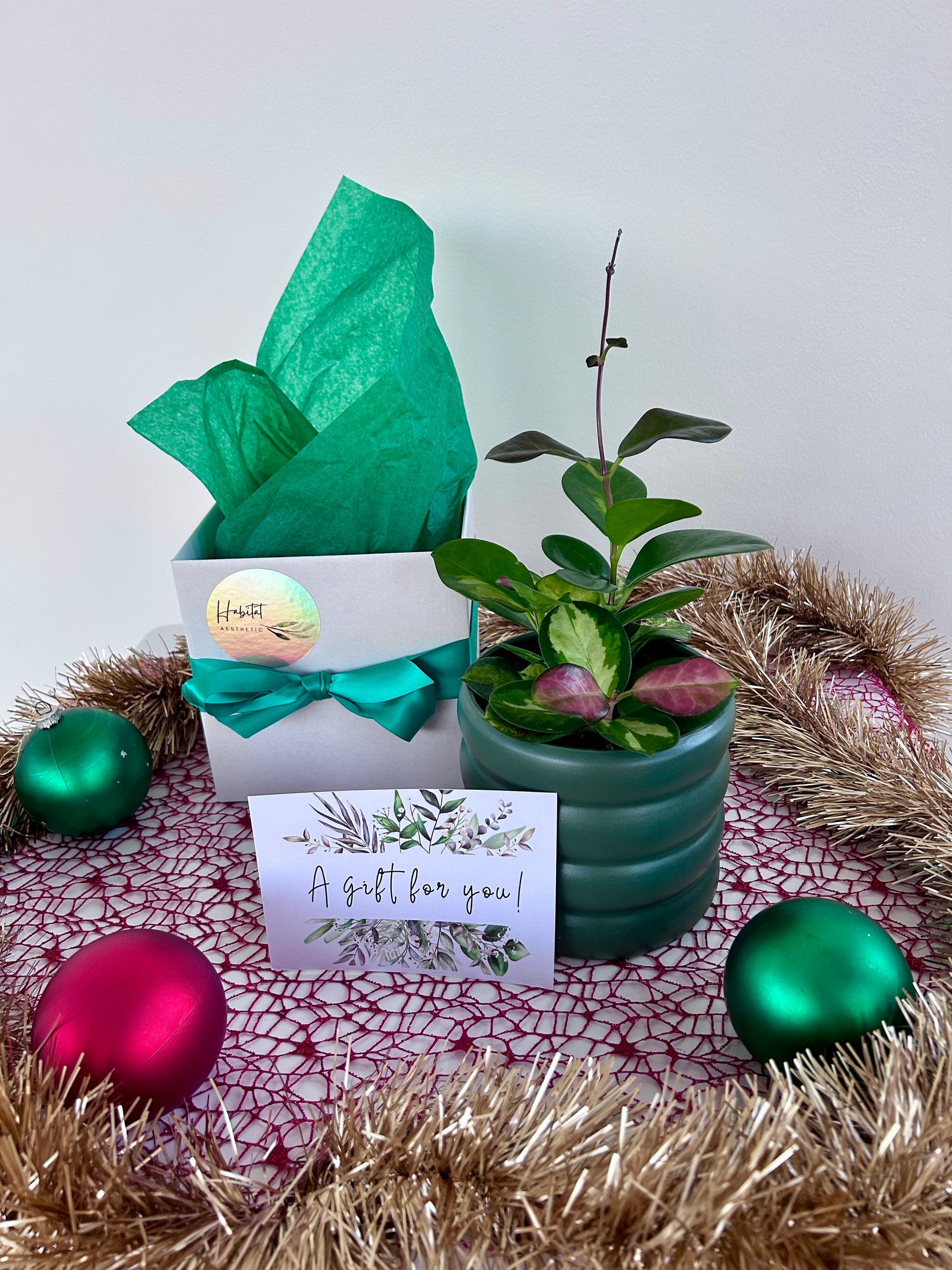 Hoya Plant Indoor Plant in Green Ceramic Pot Christmas Gift 