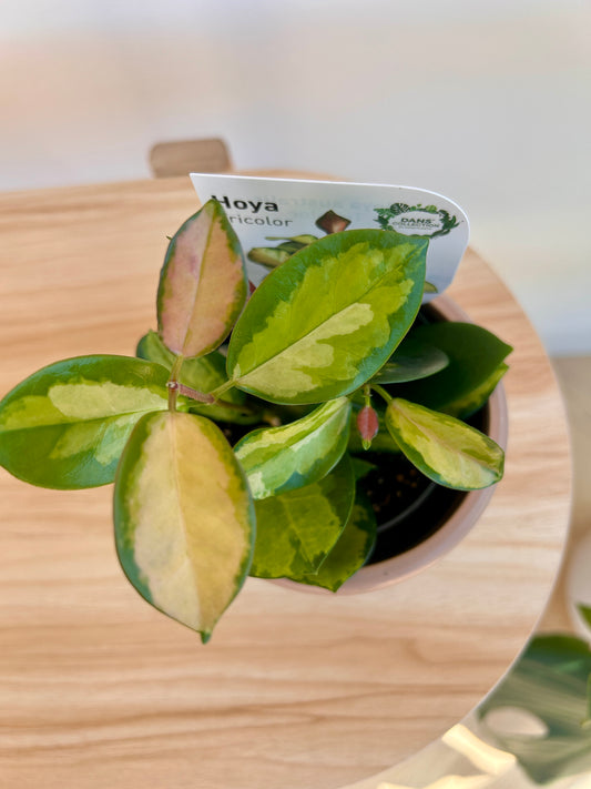 Hoya Plant Variegata (Hoya Australis) 10cm