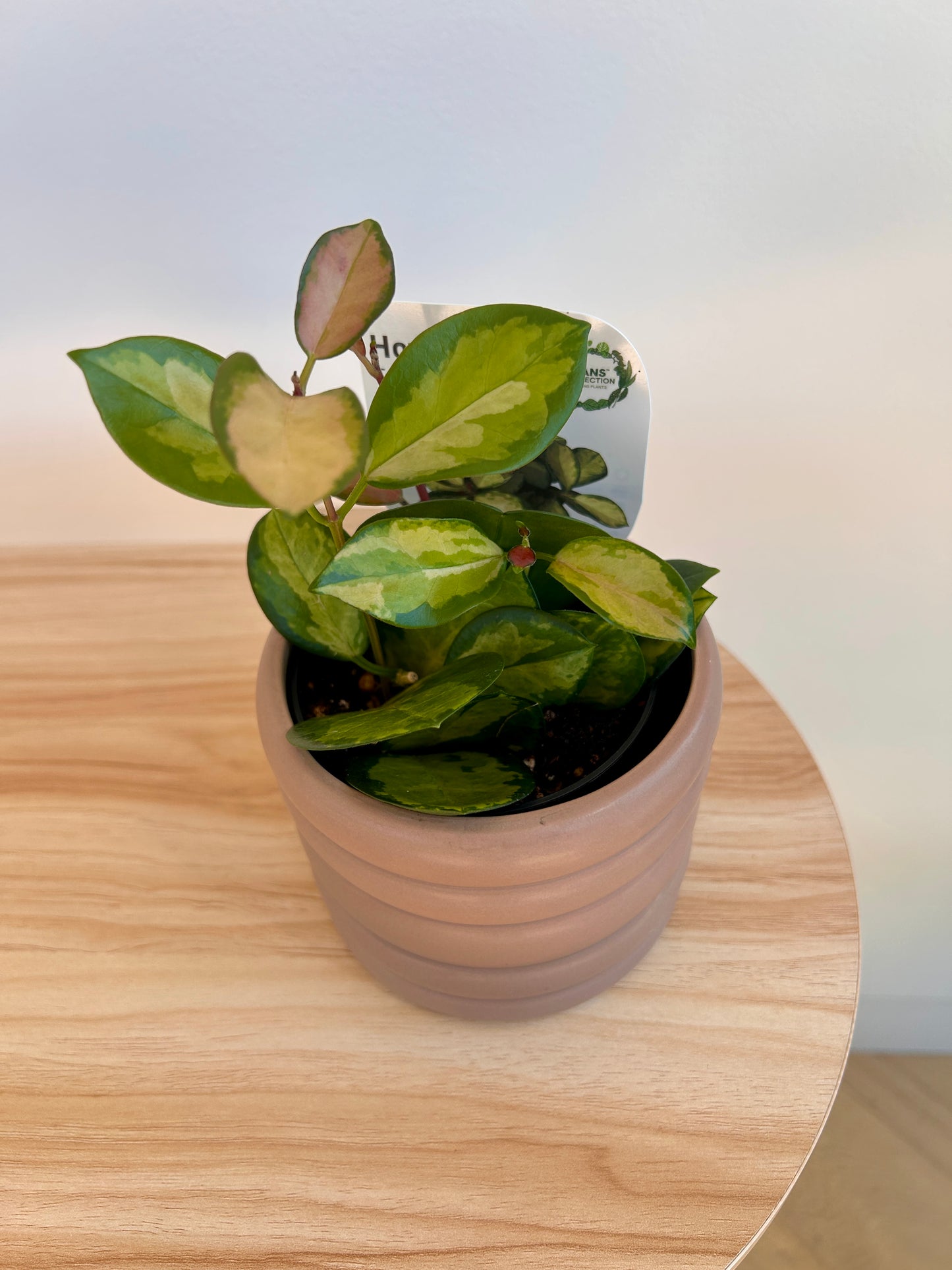 Hoya Plant Variegata (Hoya Australis) 10cm in Taupe Coil Pot