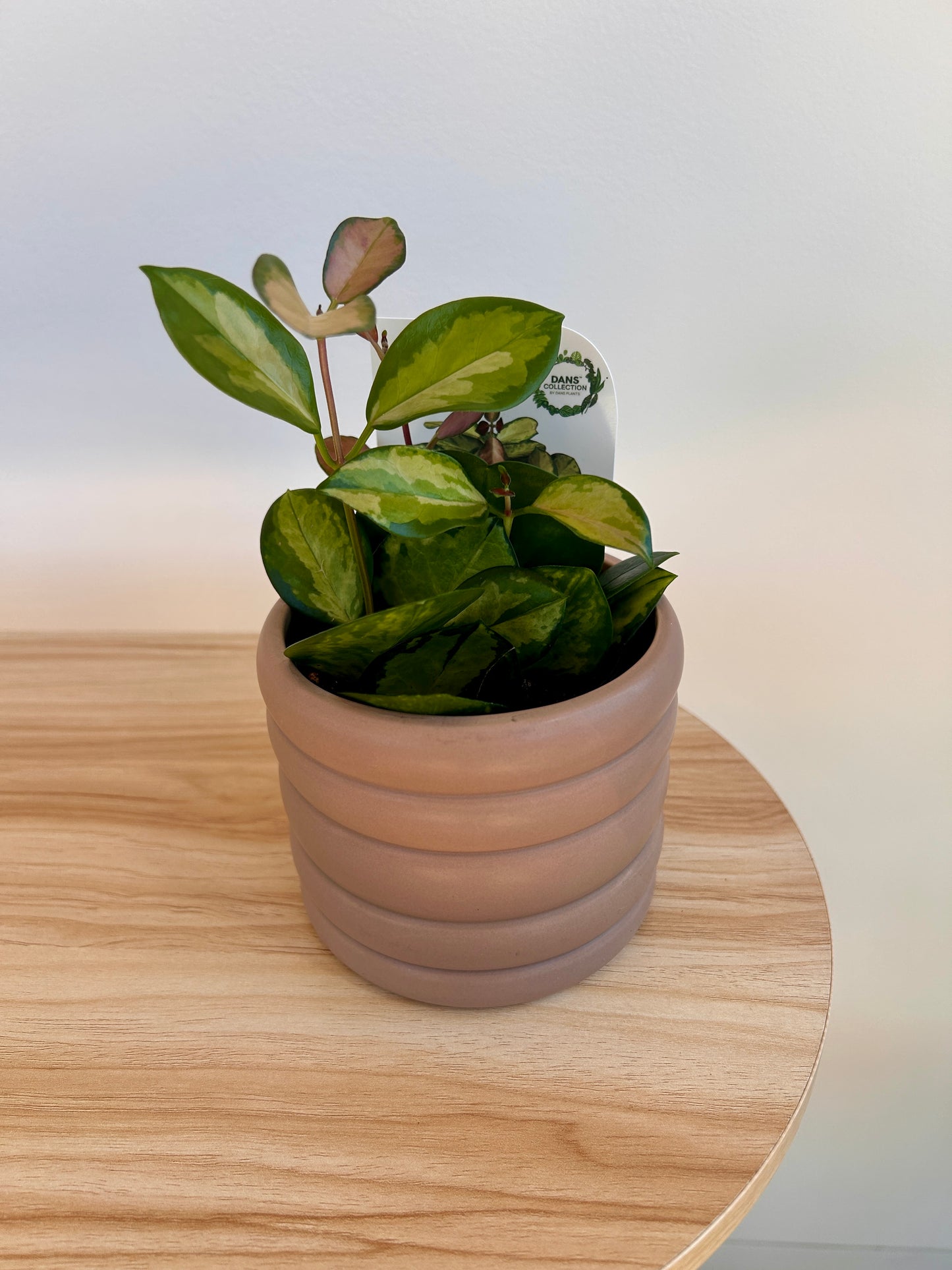 Hoya Plant Variegata (Hoya Australis) 10cm in Taupe Coil Pot