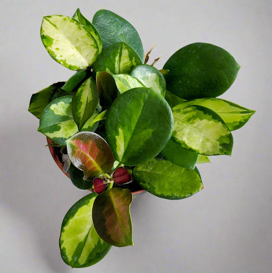 Hoya australis variegata - 12cm pot