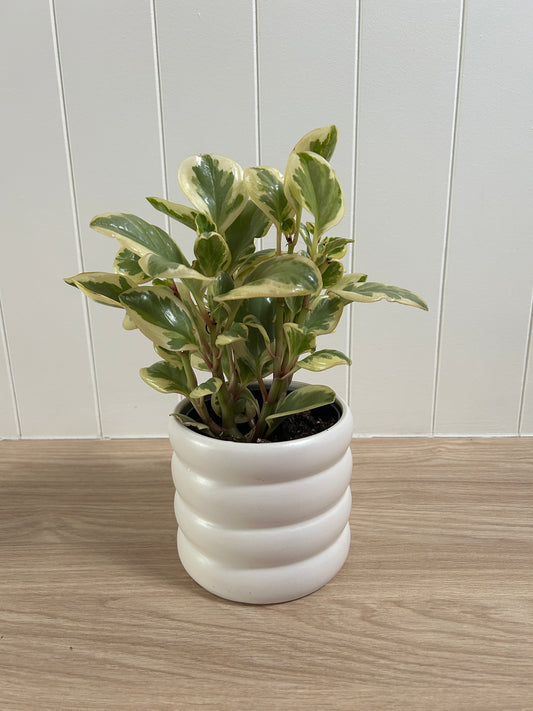 Peperomia Obtipan Bicolour 12cm in white coil ceramic pot