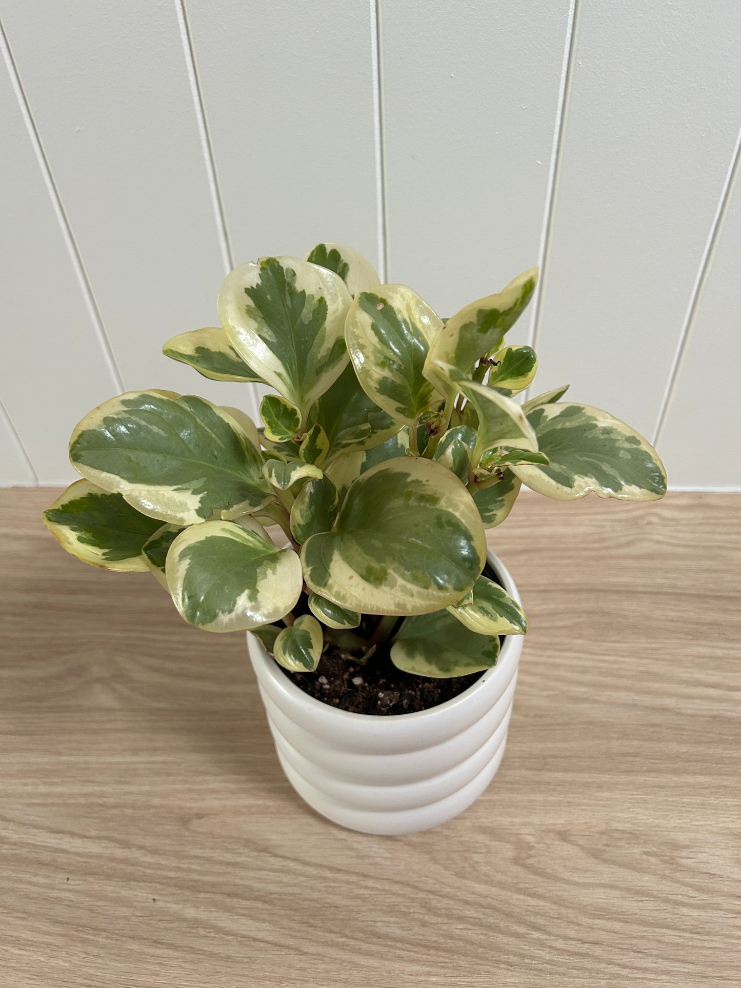 Peperomia Obtipan Bicolour 12cm in white coil ceramic pot