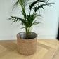 Kentia Palm (Howea Forsteriana) 24cm in Holga hand woven basket