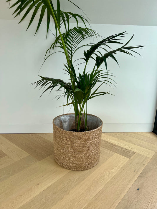 Kentia Palm (Howea Forsteriana) 24cm in Holga hand woven basket