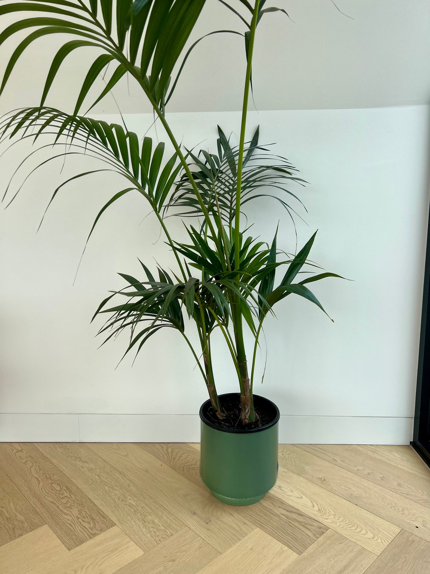 Kentia Palm (Howea Forsteriana) 24cm in olive green ceramic pot  with saucer