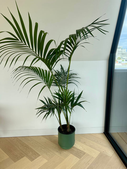 Kentia Palm (Howea Forsteriana) 24cm in olive green ceramic pot  with saucer