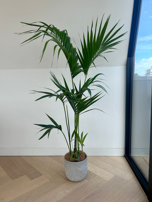 Kentia Palm (Howea Forsteriana) 24cm indoor plant