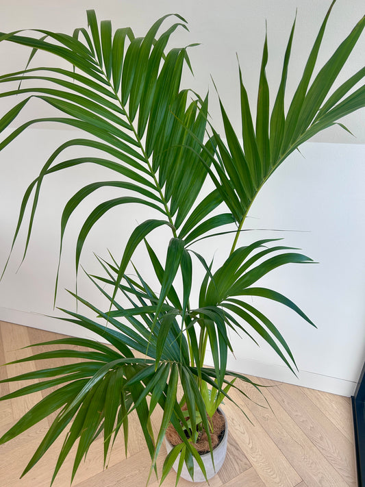 Kentia Palm (Howea Forsteriana) 24cm indoor plant leaves