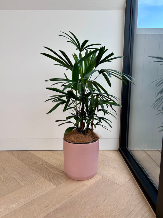 Lady Finger Palm (Rhapis Excelsa) Indoor Plant 24cm