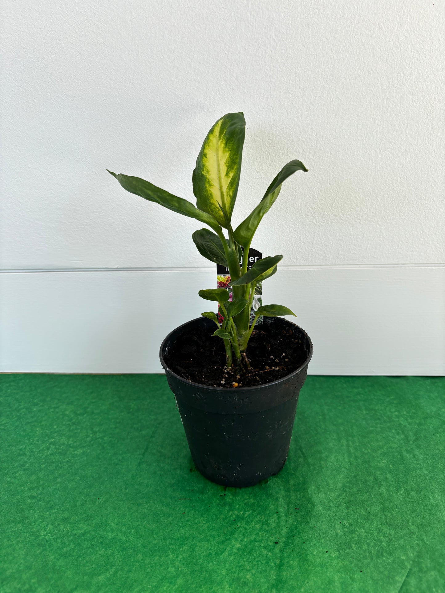 Leopard Lily/Dumb Cane (Dieffenbachia Tropic Marianne) Indoor Plant 12cm