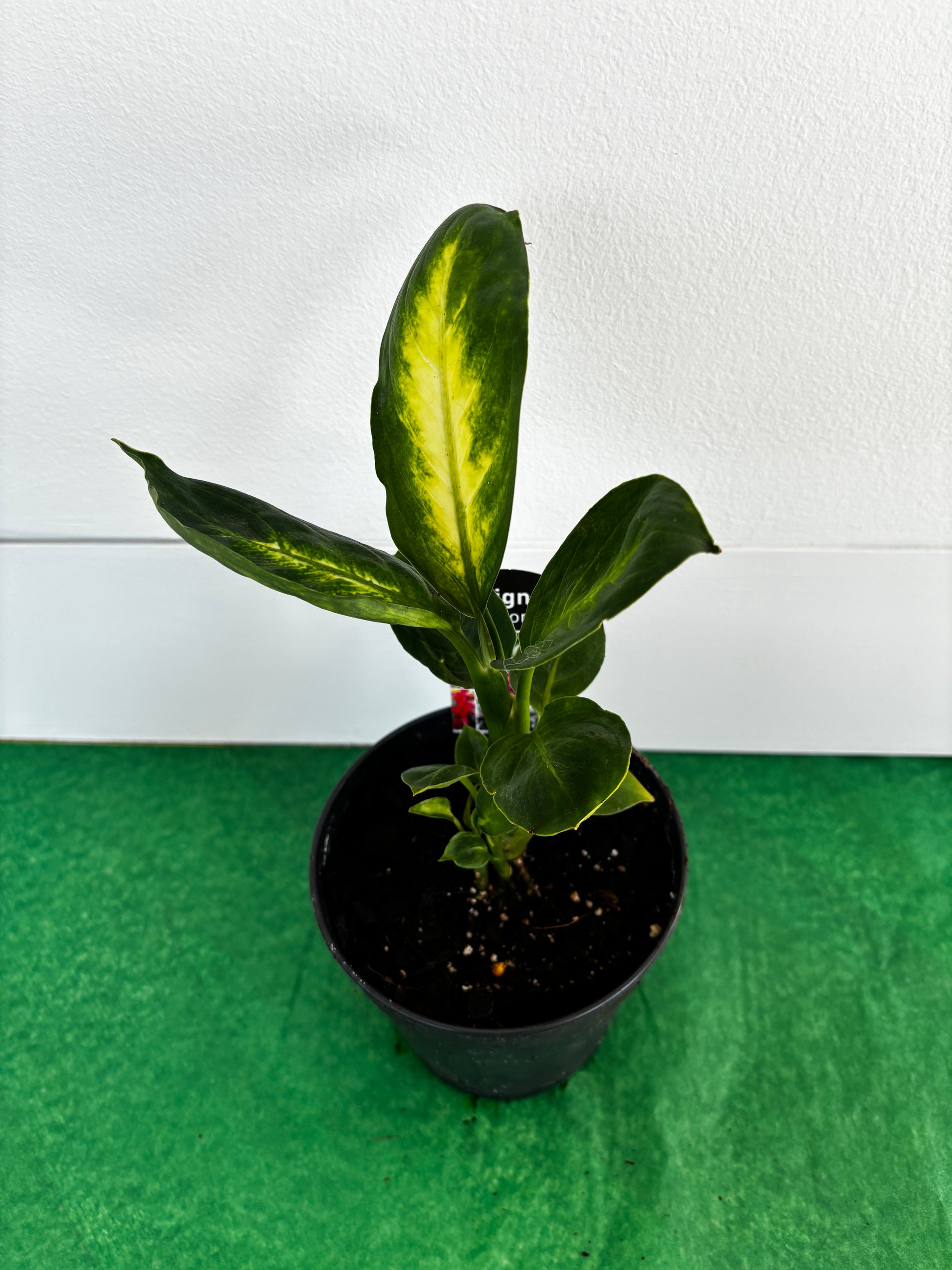 Leopard Lily/Dumb Cane (Dieffenbachia Tropic Marianne) Indoor Plant 12cm