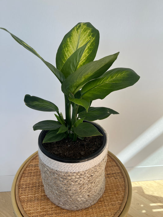 Leopard Lily/Dumb Cane (Dieffenbachia Tropic Marianne) Indoor Plant 18cm