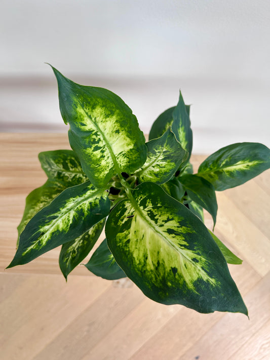 Leopard Lily (Dieffenbachia Maculata) Indoor Plant 14cm