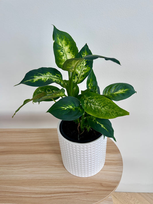 Leopard Lily (Dieffenbachia Maculata) Indoor Plant 14cm in Snow White Dimpled Pot Boho Chic