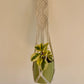 Lime Green Ceramic Pot 12cm in Diamond Braided Macrame Plant Hanger with Peperomia Obitpan Bicolour 12cm Pot