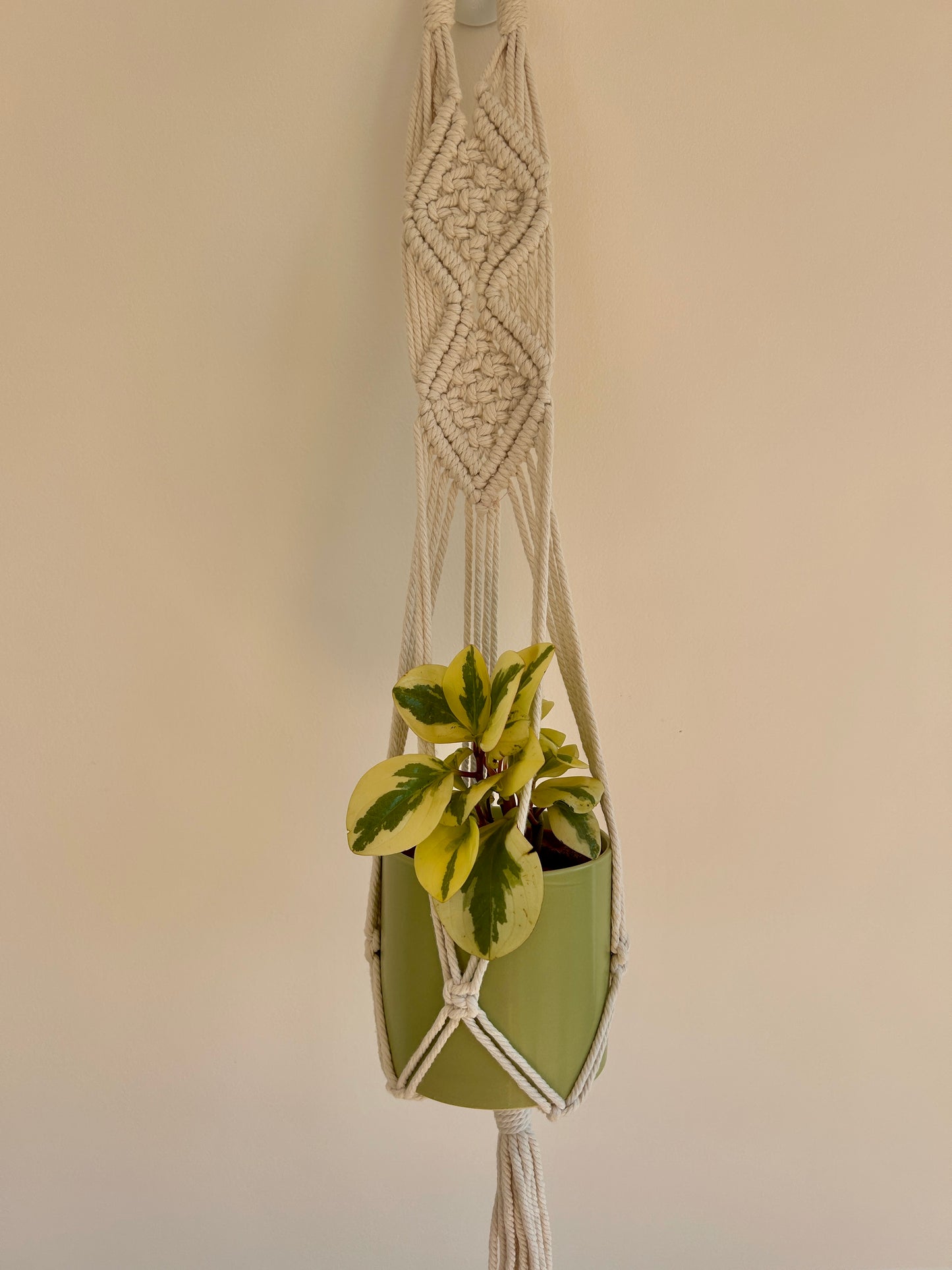 Lime Green Ceramic Pot 12cm in Diamond Braided Macrame Plant Hanger with Peperomia Obitpan Bicolour 12cm Pot