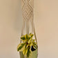Lime Green Ceramic Pot 12cm in Diamond Braided Macrame Plant Hanger with Peperomia Obitpan Bicolour 12cm Pot