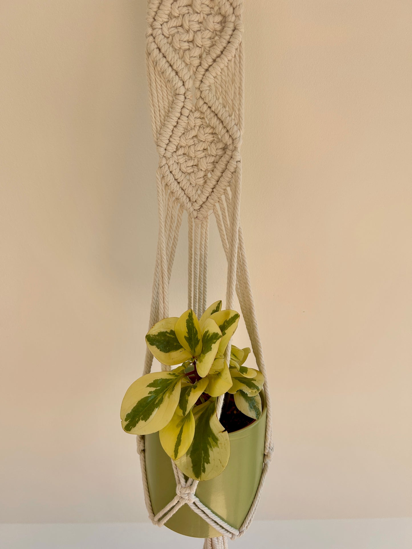 Lime Green Ceramic Pot 12cm in Diamond Braided Macrame Plant Hanger with Peperomia Obitpan Bicolour 12cm Pot