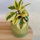 Peperomia Obitpan Bicolour in 12cm Lime Green Ceramic Pot
