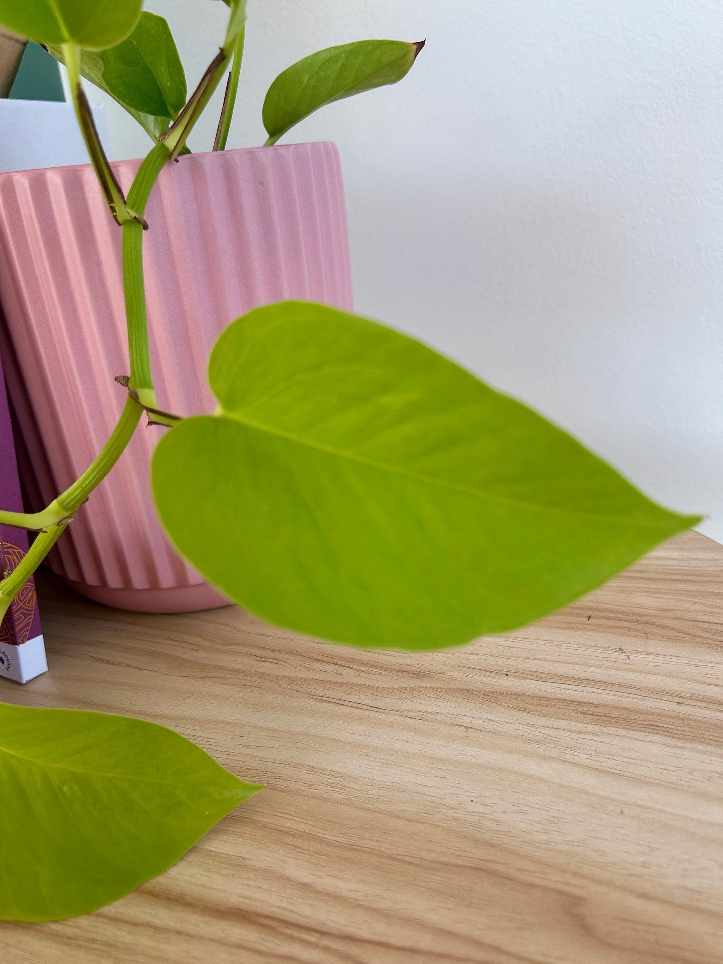 Love Grows Gift Box Neon Pothos Epipremnum Aureum Heart Shaped Leaf