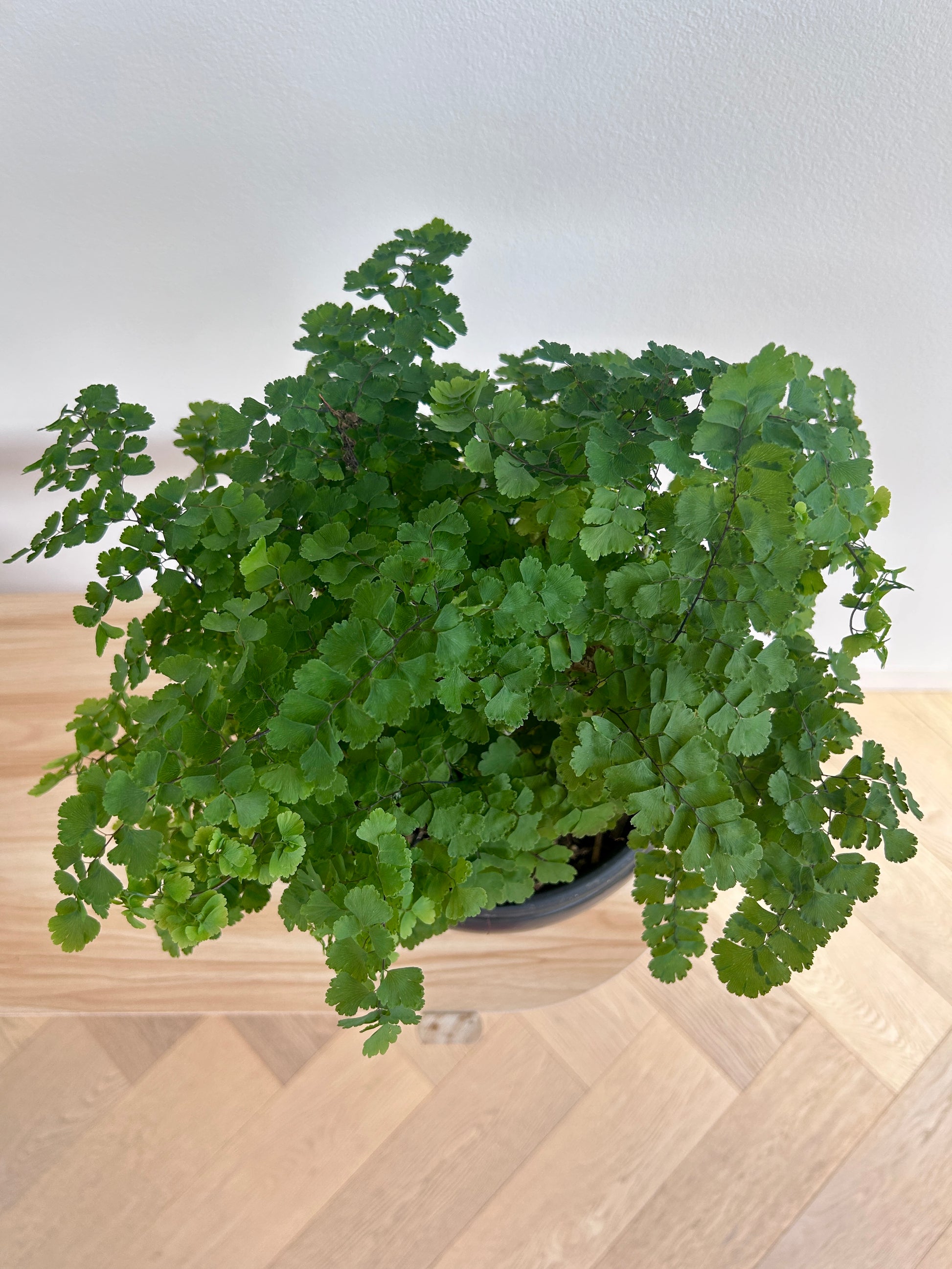 Maidenhair Fern (Adiantum Fragrans) 19cm