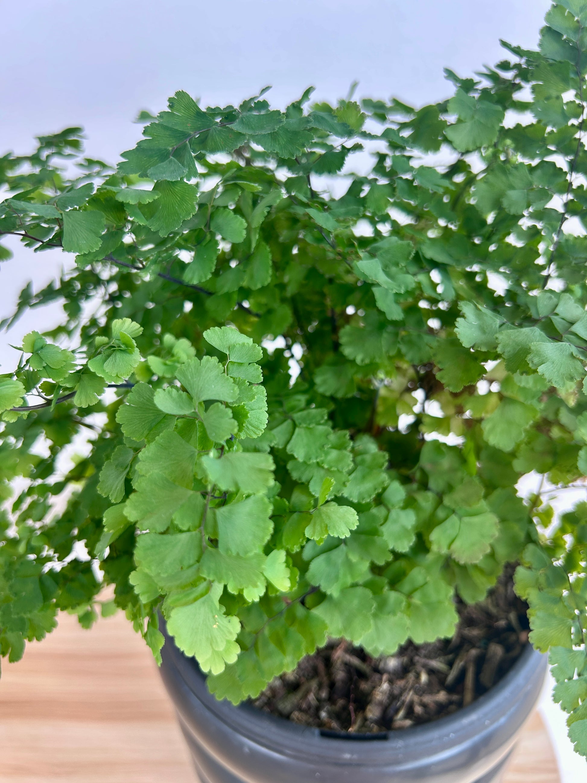 Maidenhair Fern (Adiantum Fragrans) 19cm Feathery Fronds