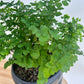 Maidenhair Fern (Adiantum Fragrans) 19cm Feathery Fronds Boho Chic