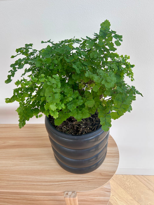 Maidenhair Fern (Adiantum Fragrans) 19cm in Black Coil Ceramic Pot