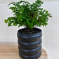 Maidenhair Fern (Adiantum Fragrans) 19cm in Black Coil Ceramic Pot 19cm