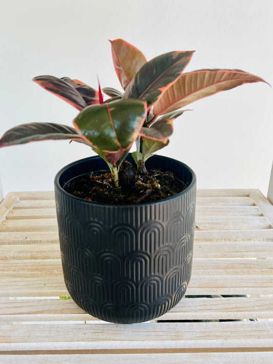 Midnight Black Ceramic Pattern Plant Pot 12cm