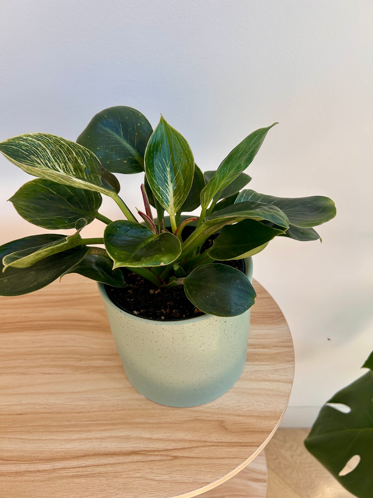 Mint Green Speckled Ceramic Plant Pot 12cm with white wave plant