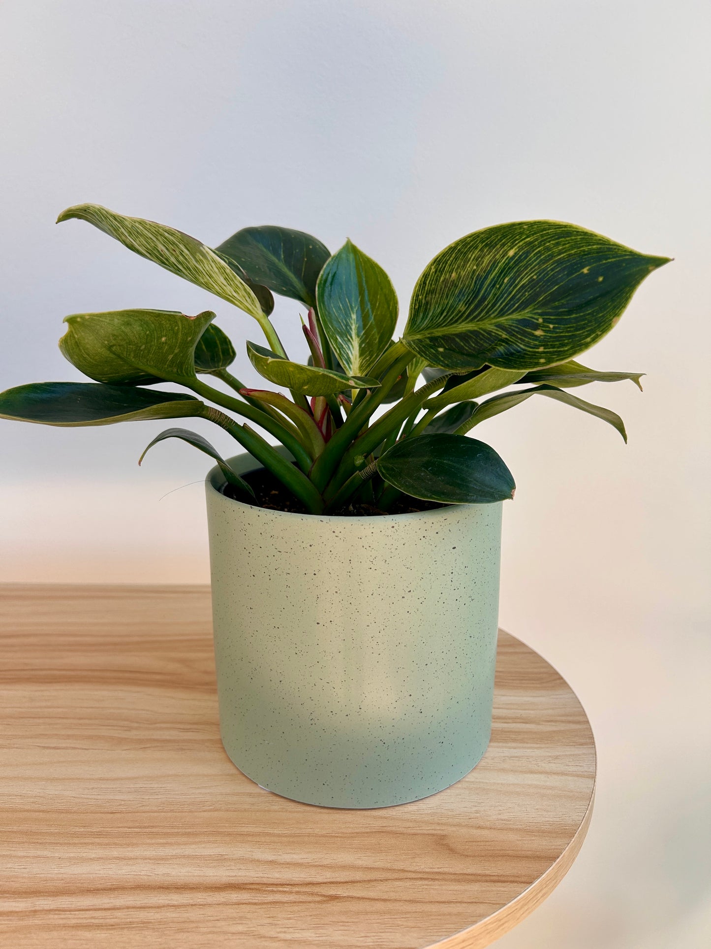 Mint Green Speckled Ceramic Plant Pot 12cm with white wave plant philodendron birkin