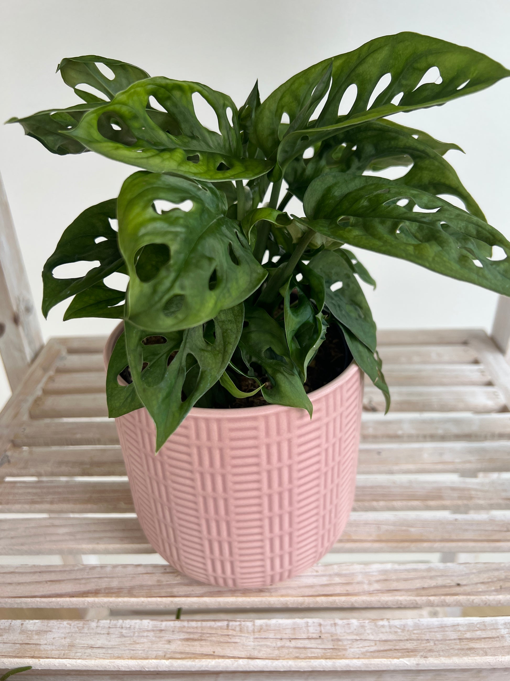 monkey mask plant vs swiss cheese Monstera Monkey Mask Swiss Cheese Plant (Monstera Adansonii) 12cm – Habitat Aesthetic