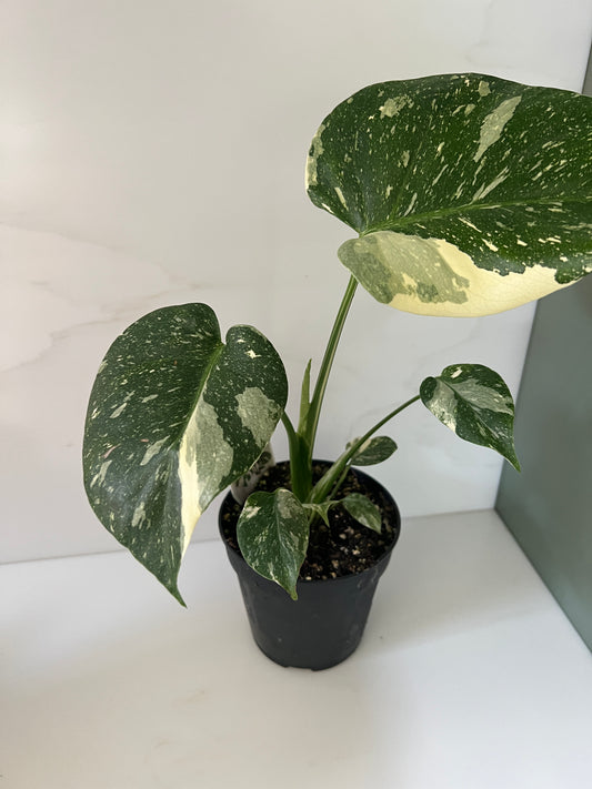 Variegated Monstera (Monstera Deliciosa Thai Constellation) Indoor Plant 12cm