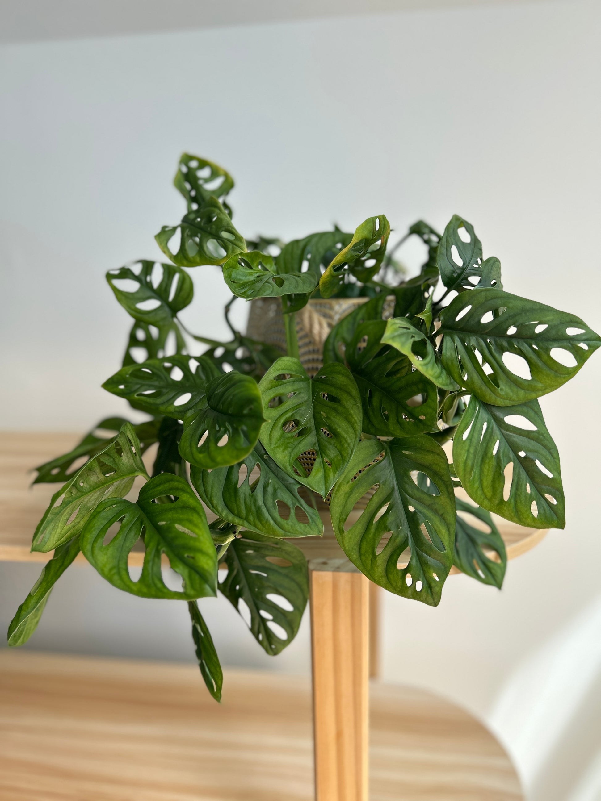 Monstera Adansonii 14cm large indoor plant