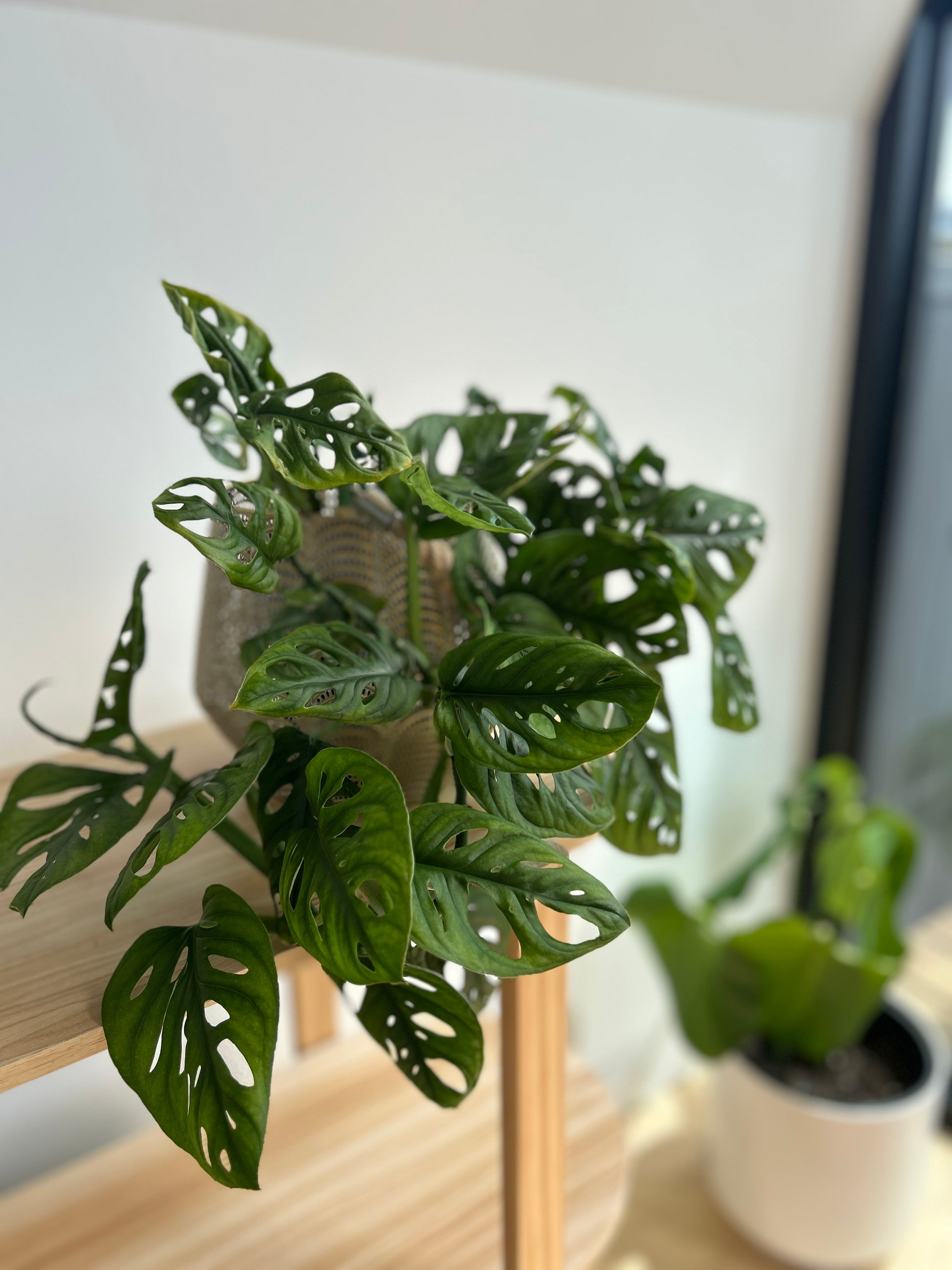 Monstera Monkey Mask 14cm in mesh lantern pot large