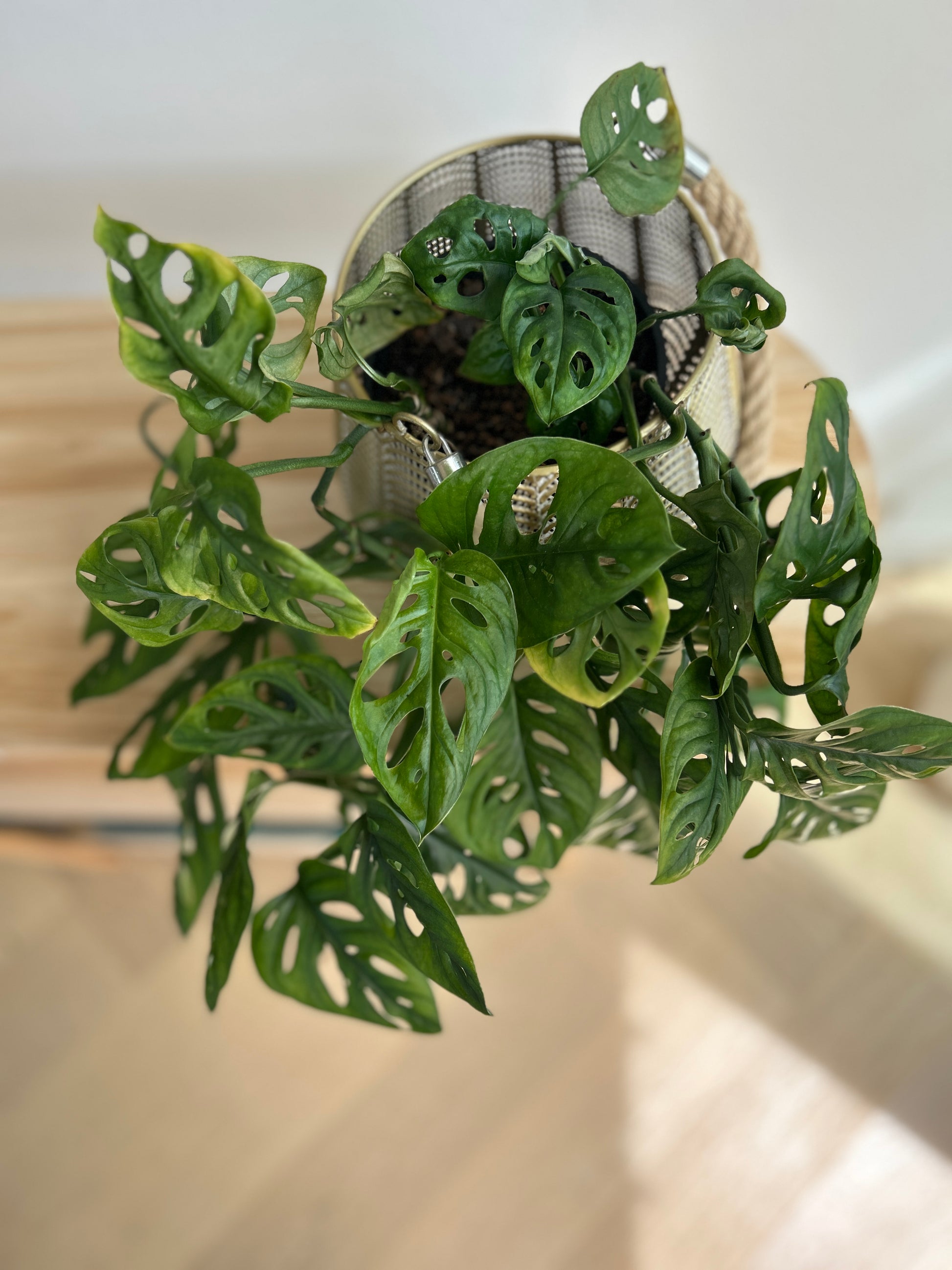 Monstera Monkey Mask 14cm lush leaves in mesh lantern pot 