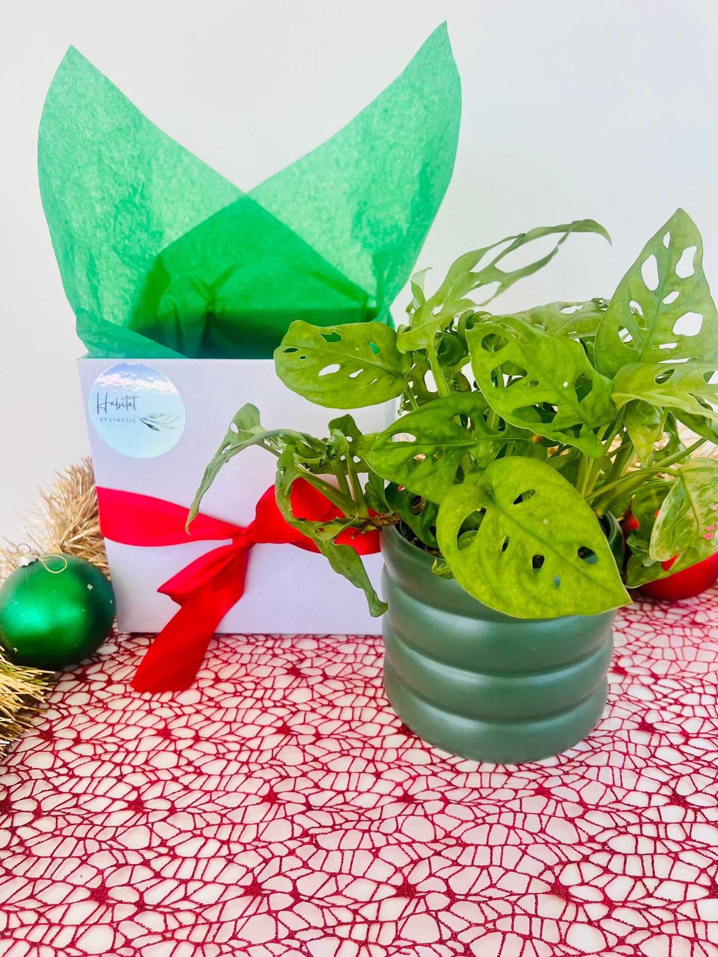 Monstera Monkey Mask Indoor Plant in Green Ceramic Pot Christmas Gift 