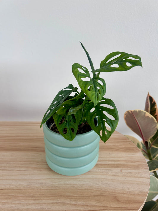 Monstera Monkey Mask (Monstera Adansonii) 10cm in Mint Green Coil Pot