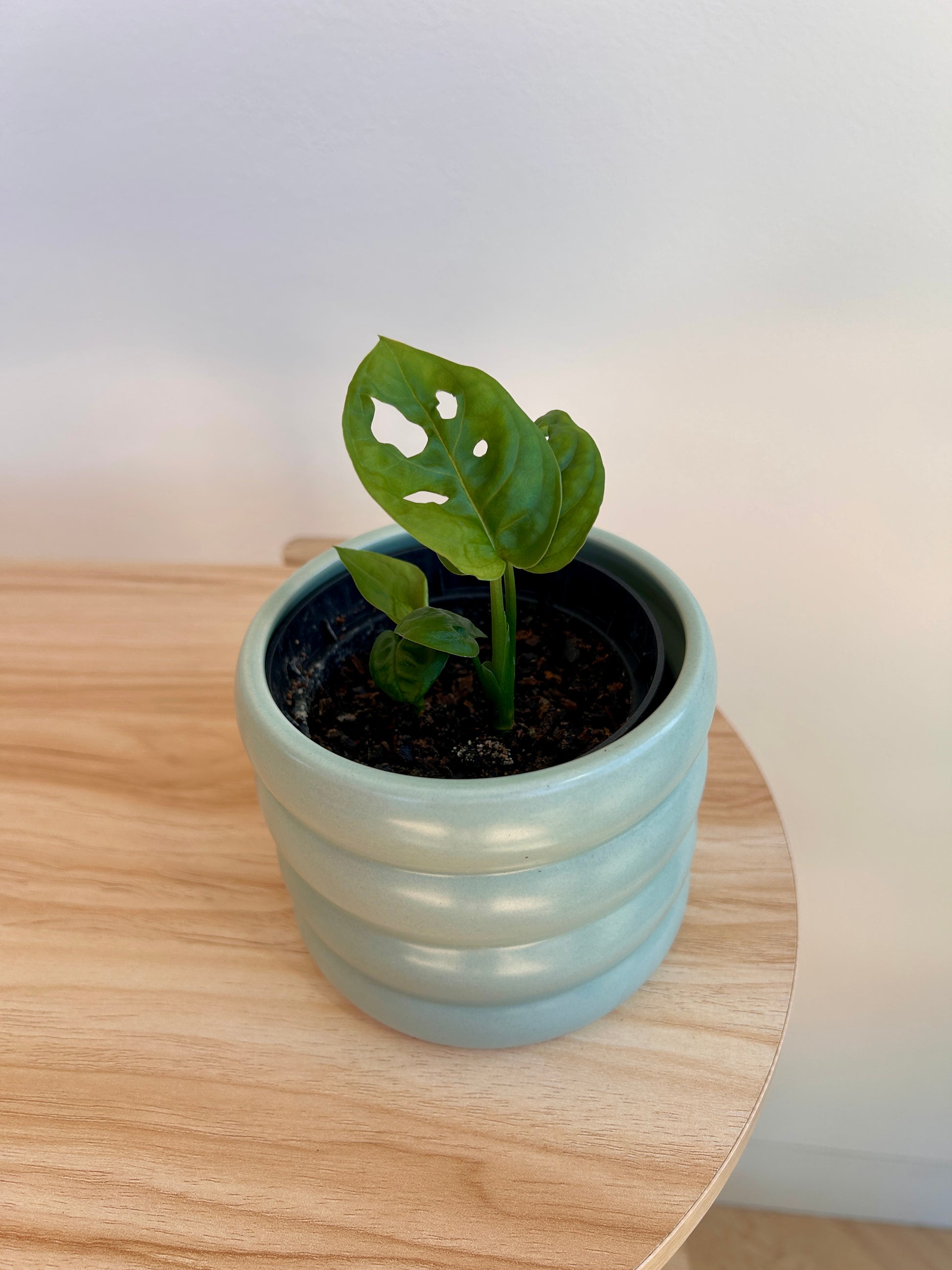 Monstera Monkey Mask (Monstera Adansonii) 10cm in small mint green coil ceramic pot