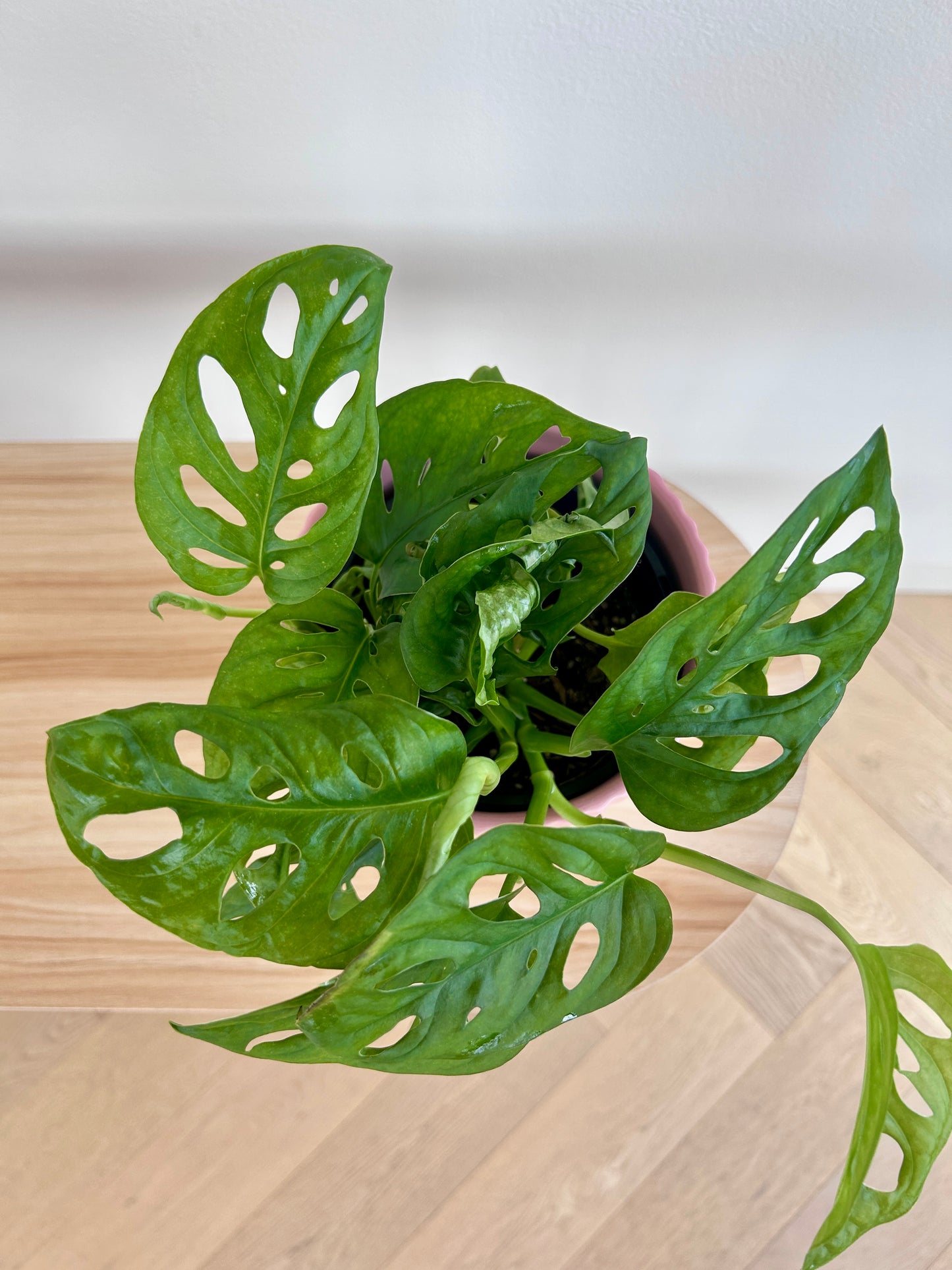 Monstera Monkey Mask (Monstera Adansonii) Plant 14cm