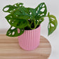 Monstera Monkey Mask Swisse Cheese (Monstera Adansonii) Plant 14cm in Blush Pink Ribbed Ceramic Pot
