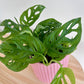 Monstera Monkey Mask Swisse Cheese (Monstera Adansonii) Plant 14cm in Blush Pink Ribbed Ceramic Pot Fenestrated Leaves