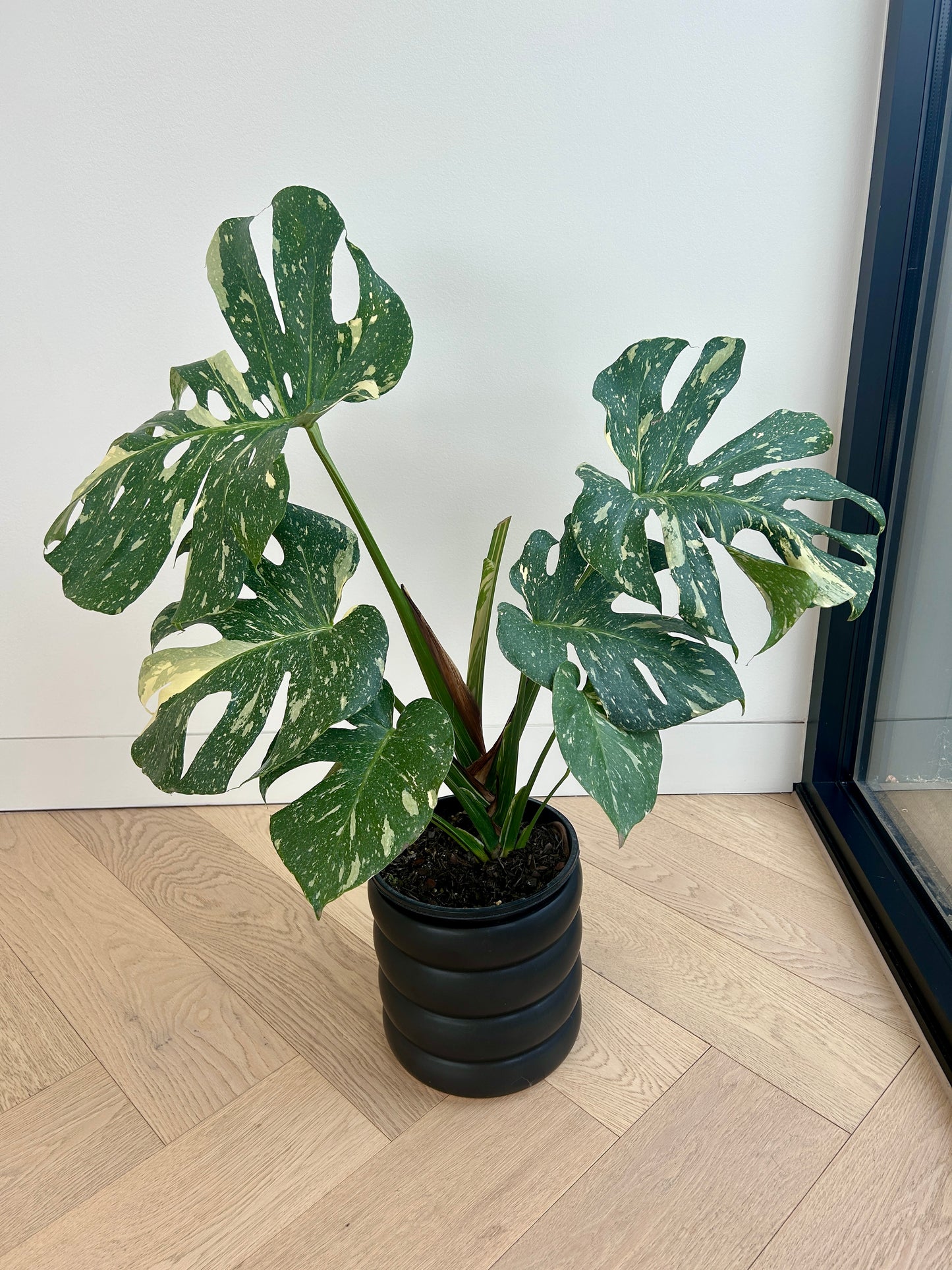 Monstera Thai Constellation 20cm