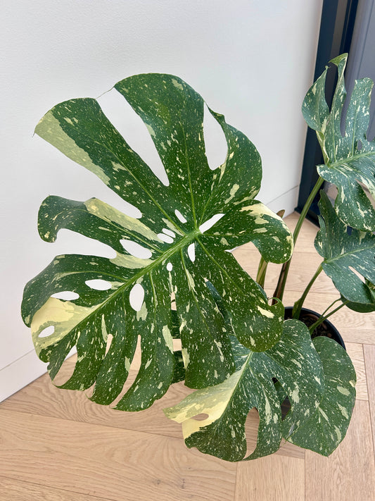 Monstera Thai Constellation 20cm Variegated